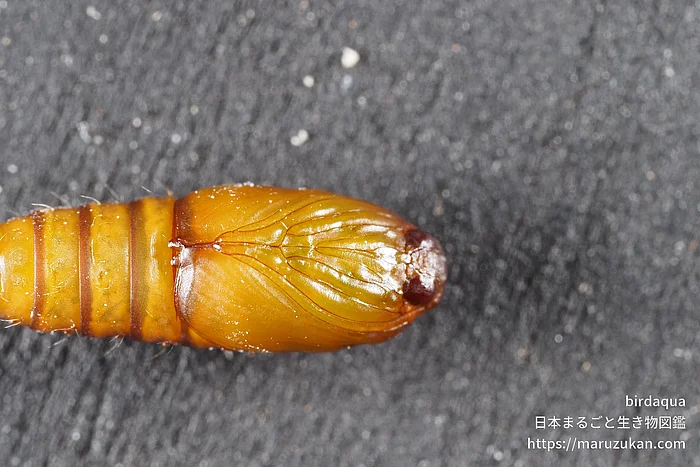 ヒナタハマキの写真