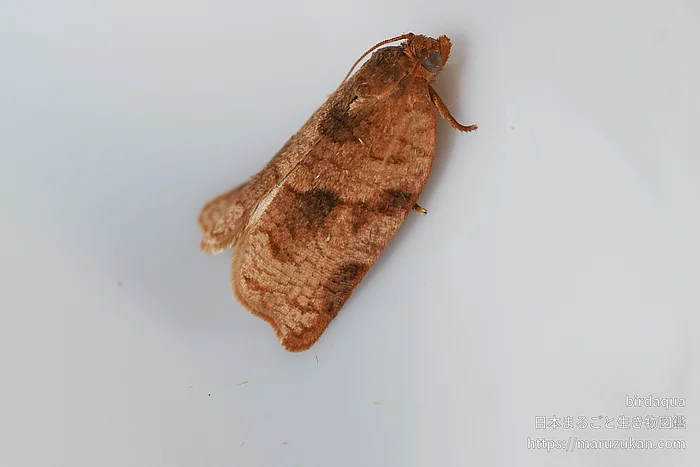 ヒナタハマキの写真