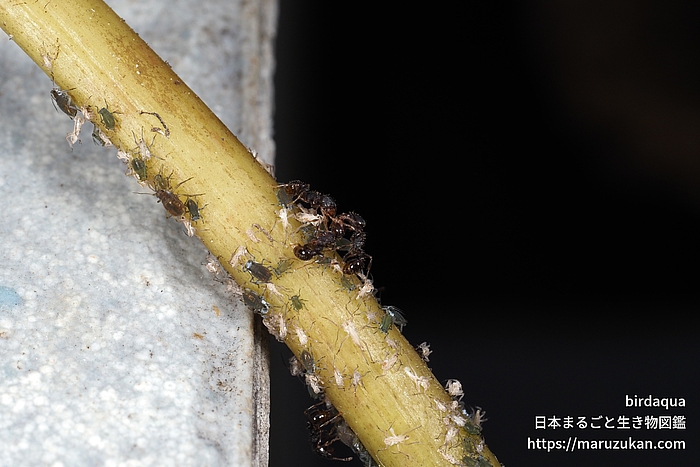 トビイロシワアリ, クワイクビレアブラムシ