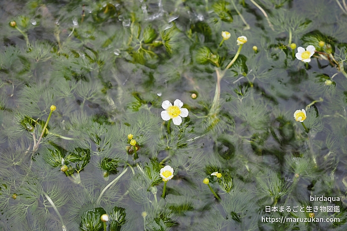 ミシマバイカモ
