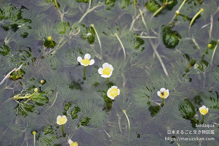 ミシマバイカモ