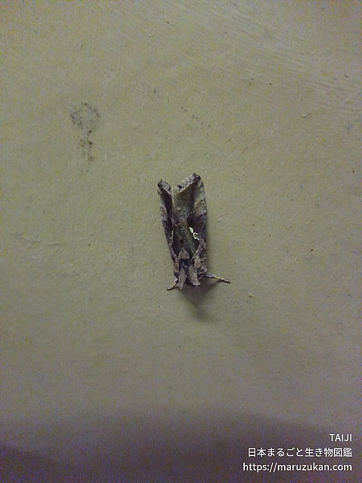 イラクサギンウワバ