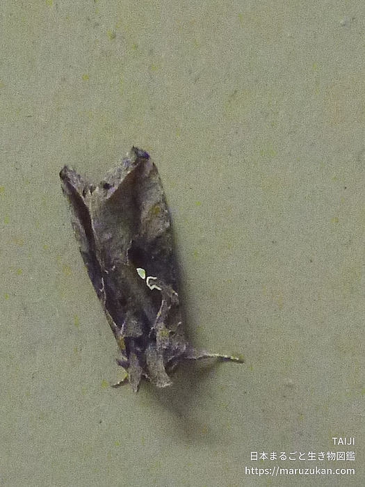 イラクサギンウワバ