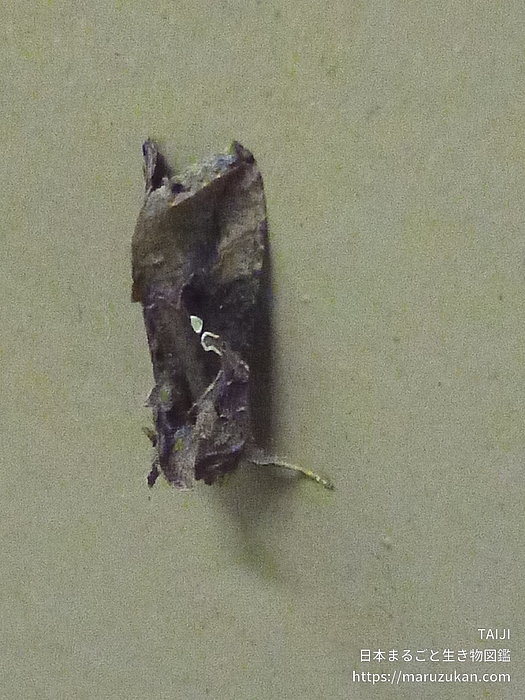 イラクサギンウワバ