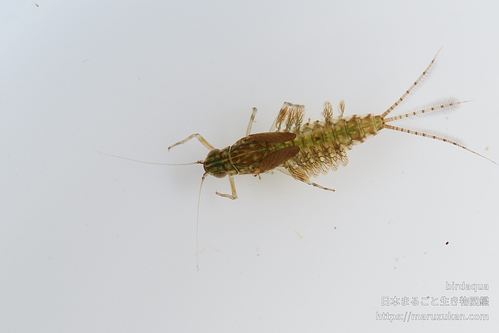 タマリフタバカゲロウ