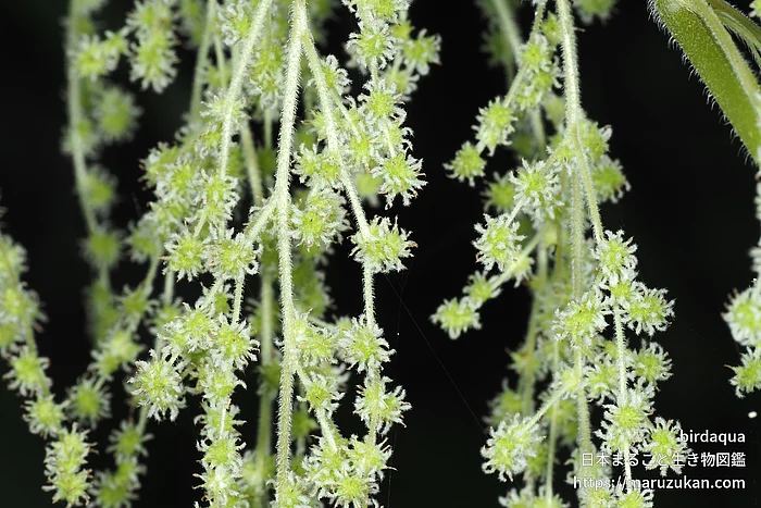 カラムシ（花）の写真