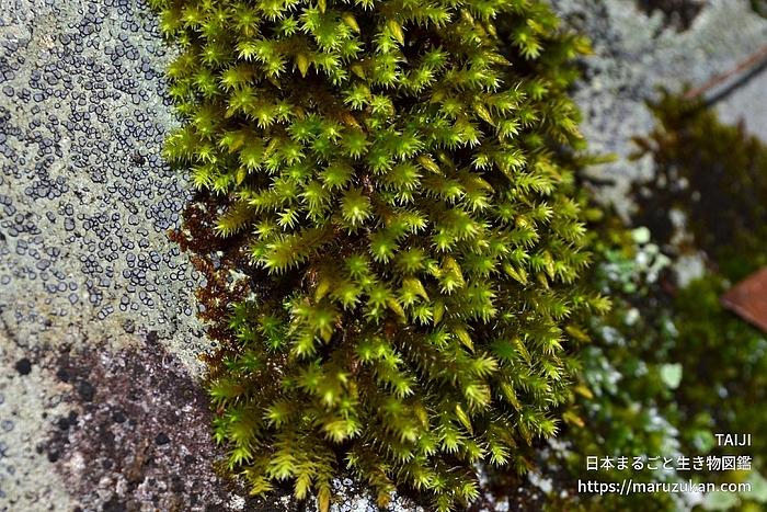 ヒジキゴケ