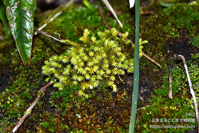 ヒジキゴケ