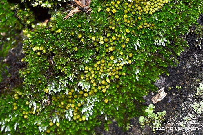 ヒナノハイゴケ