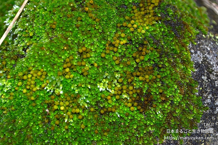 ヒナノハイゴケ