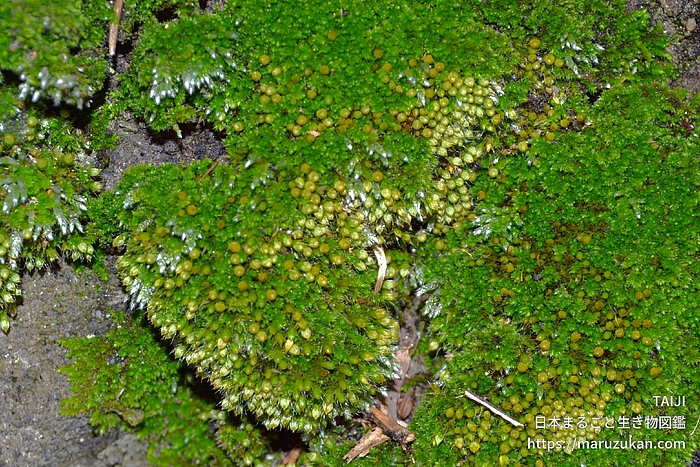 ヒナノハイゴケ