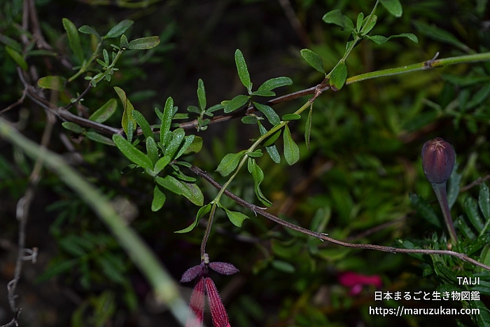 サルビア・ミクロフィラ