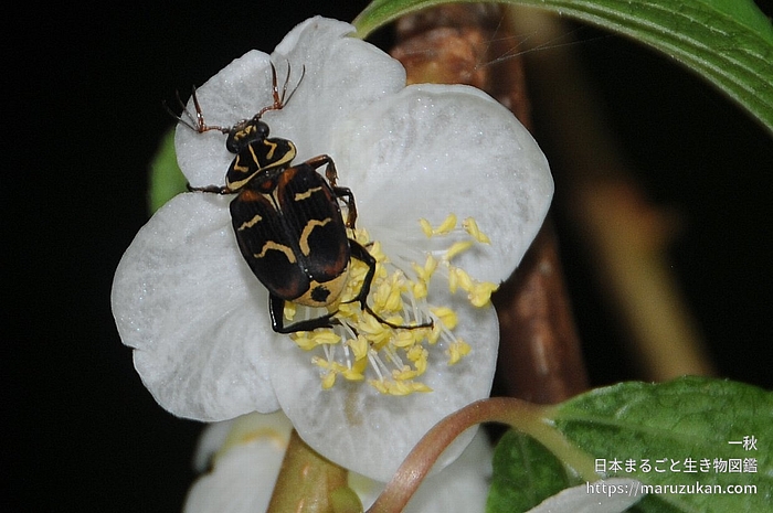 オオトラフハナムグリ