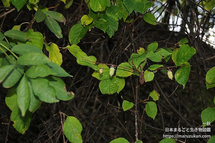 マタタビ（実・種子）の写真