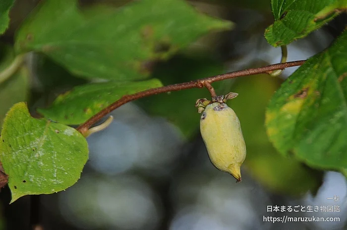 マタタビ（実・種子）の写真