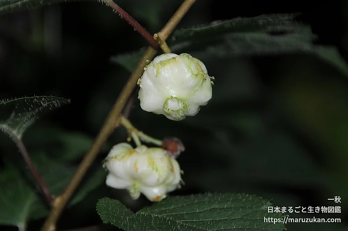マタタビ（実・種子）の写真