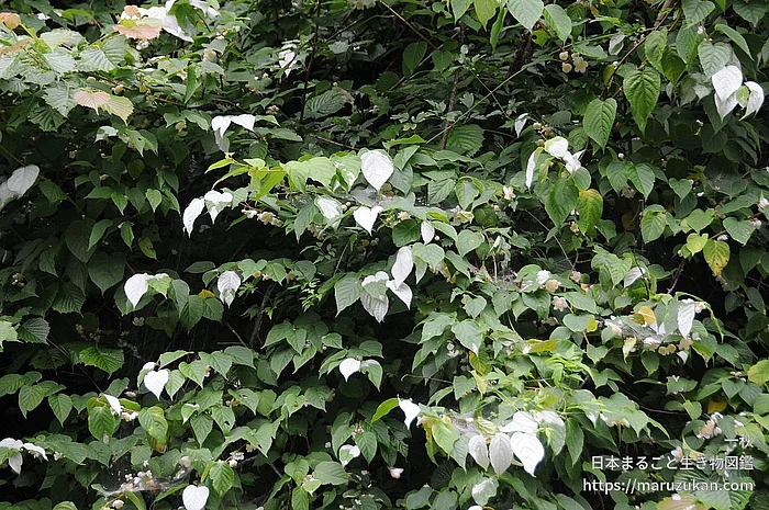 マタタビ（花）の写真
