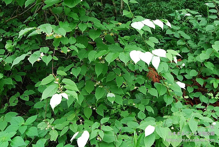 マタタビ（花）の写真