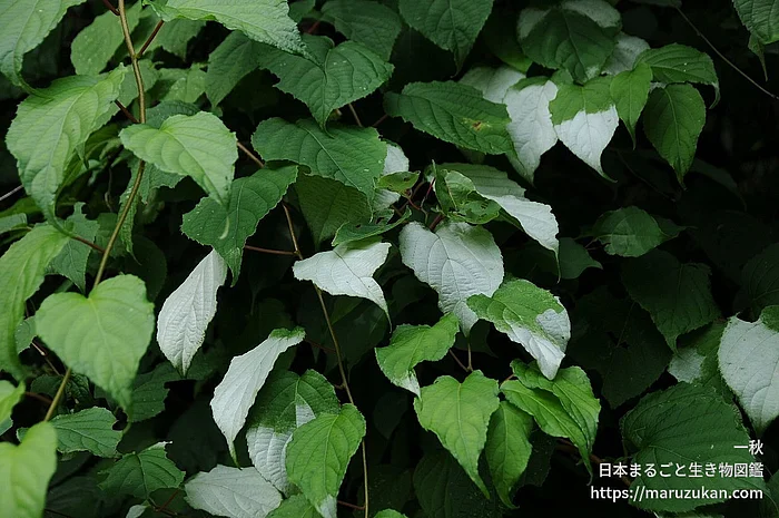 マタタビ（花）の写真