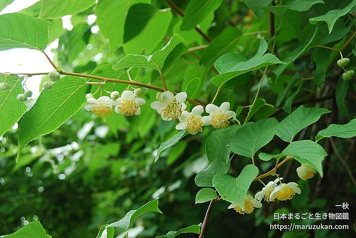 マタタビ（花）の写真