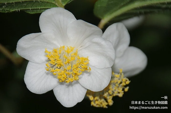 マタタビ（花）の写真