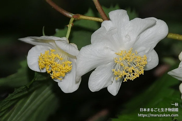 マタタビ（花）の写真