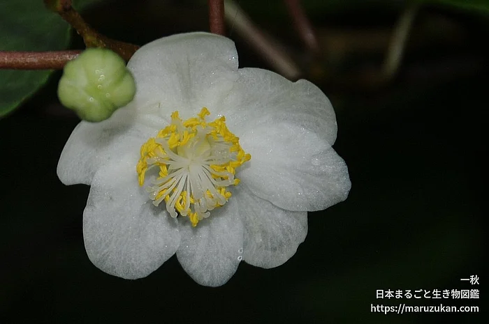 マタタビ（花）の写真