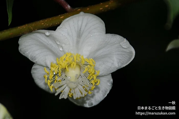 マタタビ（花）の写真
