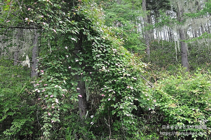 ミヤママタタビ