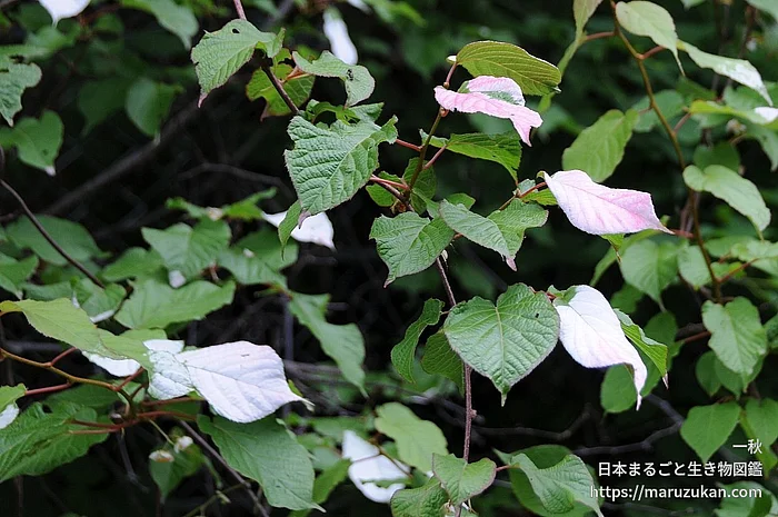 ミヤママタタビ（花）の写真