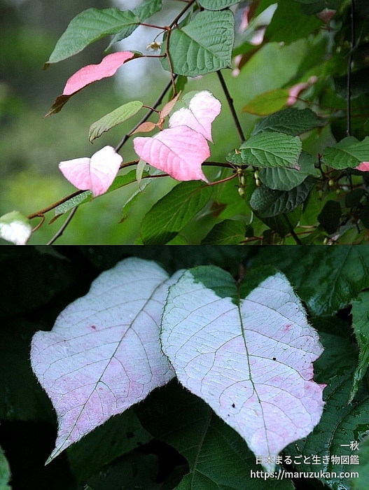 ミヤママタタビ