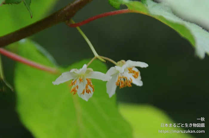 ミヤママタタビ（花）の写真
