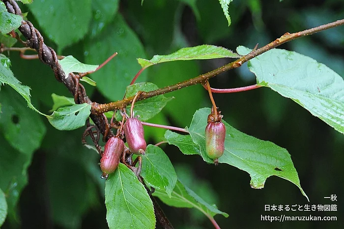 ミヤママタタビ（花）の写真