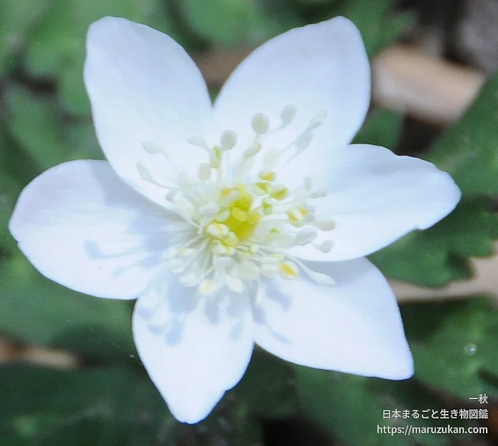 ニリンソウ（花）の写真
