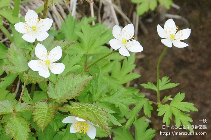 サンリンソウ（花）の写真