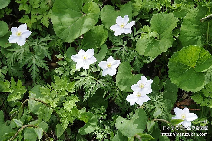 イチリンソウ（花）の写真
