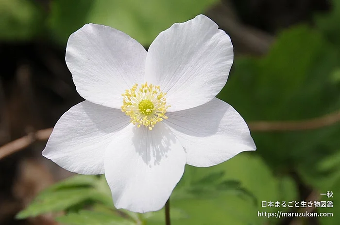 イチリンソウ（花）の写真