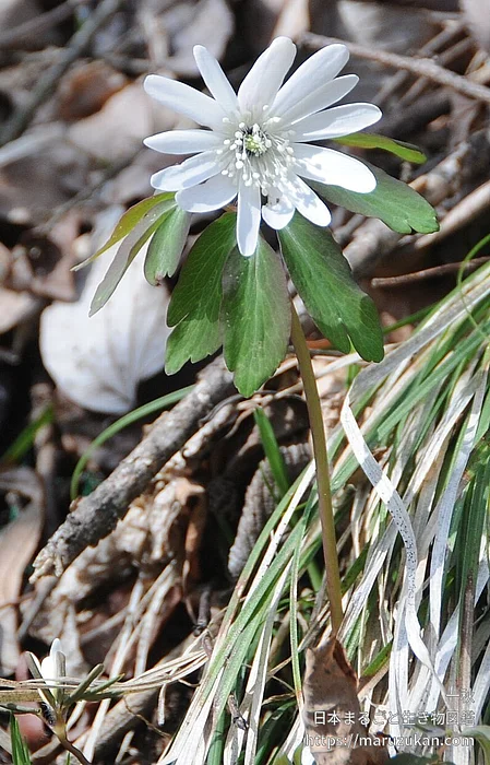 アズマイチゲ（花）の写真
