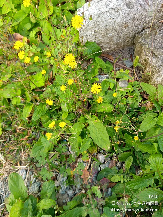 オニタビラコ（花）の写真