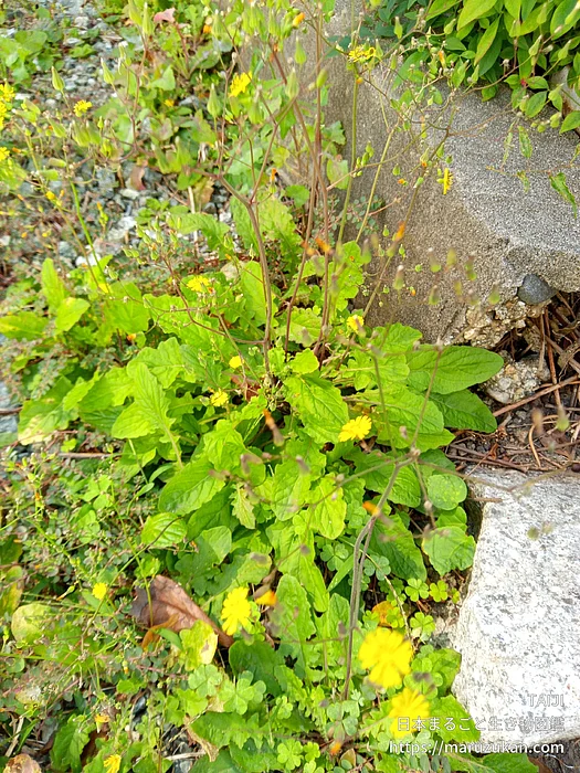 オニタビラコ（花）の写真