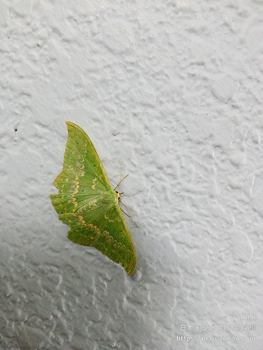 カギバアオシャク