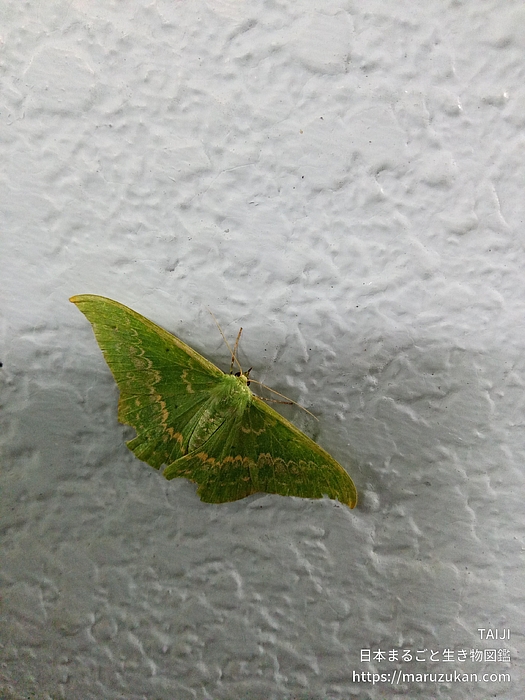 カギバアオシャク