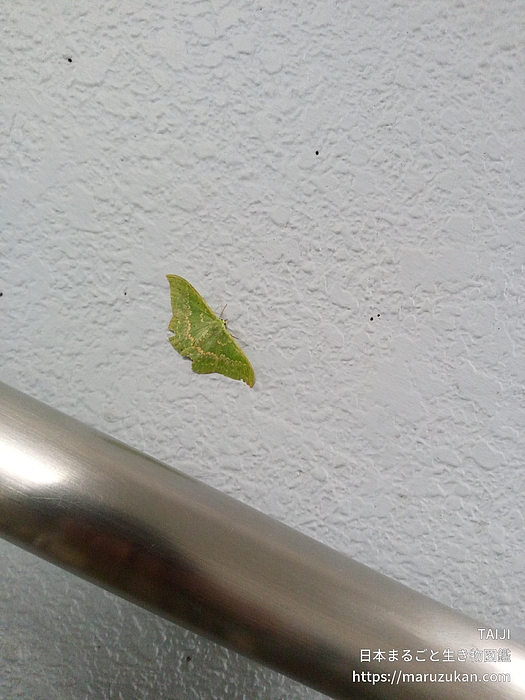 カギバアオシャク