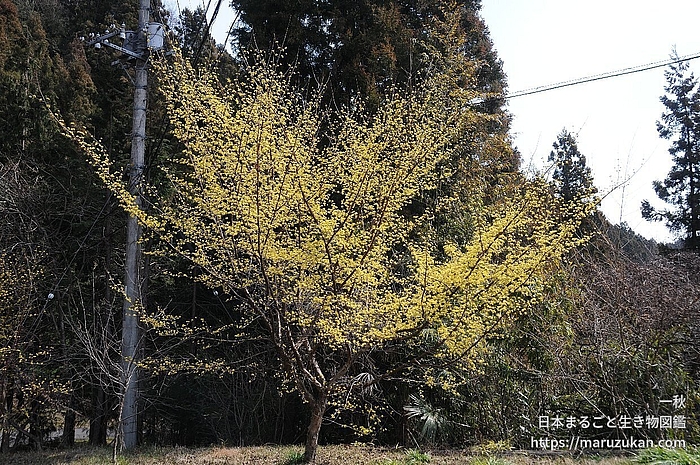 サンシュユ