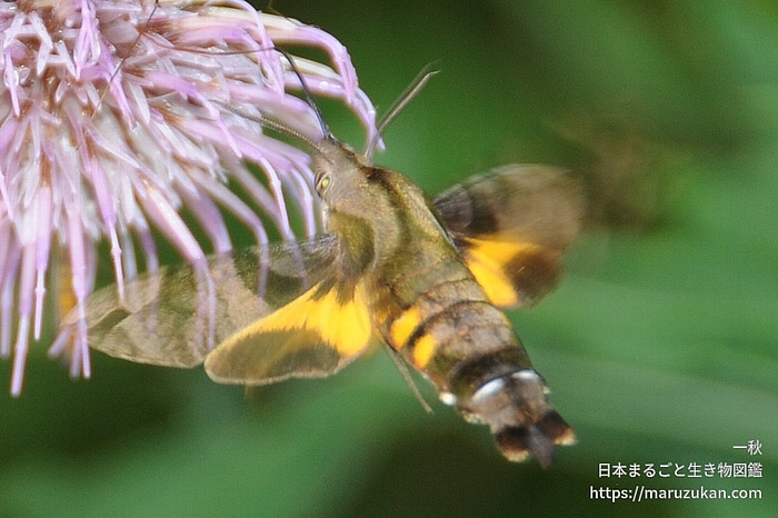 ホシホウジャク