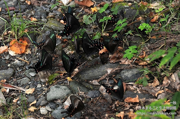 ミヤマカラスアゲハ
