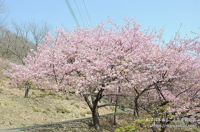 カワヅザクラ（花）の写真
