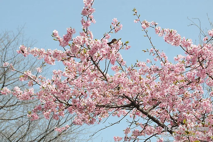 カワヅザクラ（花）の写真