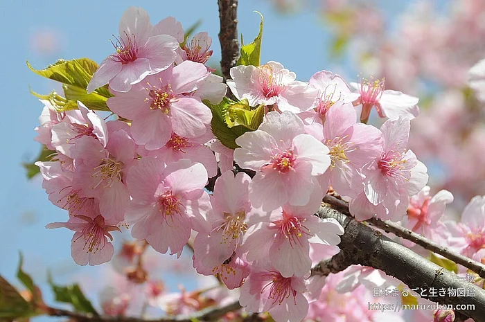 カワヅザクラ（花）の写真