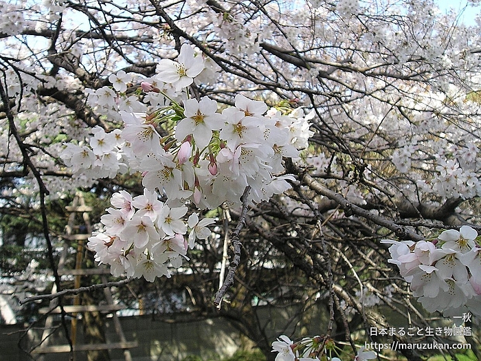 ソメイヨシノ